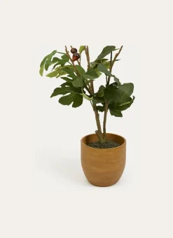 Bouchara Plante, Fleur^ARBUSTE DANS POT EFFET USÉ