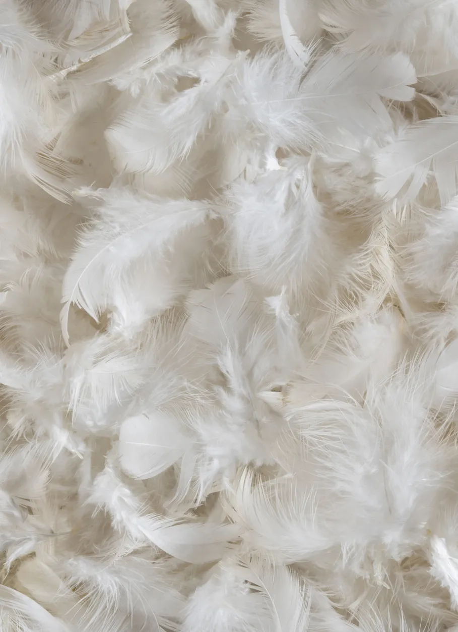 Bouchara Oreiller, Traversin^OREILLER CARRÉ NATUREL FERME ANTI-ACARIENS